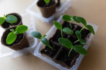 young seedlings grow in a peat pot before being planted in a garden plot. tomato and cucumber...