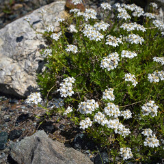 Simple leaved milfoil (Achillea erba-rotta), in the alpine meadow. Wild plant