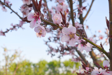 Beautiful Pink Peach Blossoms in a Garden, Pink Peach Flowers Blooming on Peach Tree, Beautiful peach flowers close up - as background, Flowering branch of fruit flower closeup