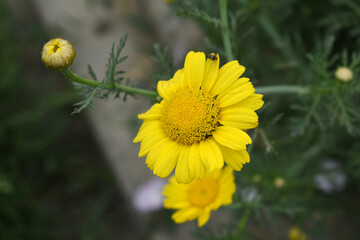 Bright Yellow Crown Daisy, Close-up of a Bright yellow crown daisy flower, blooming in nature, Close-up shot of beautiful yellow Crown Daisy flower (Chrysanthemum coronarium), Crown Daisy,