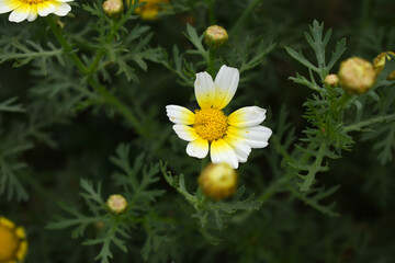 White Yellow Crown Daisy, Close-up of a white and yellow crown daisy flower, blooming in nature,...
