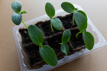 young seedlings grow in a peat pot before being planted in a garden plot. tomato and cucumber sprouts in a pot on a cardboard background are warming in the sun. the work of an agronomist in the spring