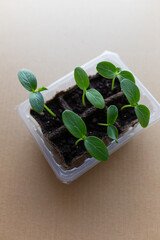 young seedlings grow in a peat pot before being planted in a garden plot. tomato and cucumber sprouts in a pot on a cardboard background are warming in the sun. the work of an agronomist in the spring