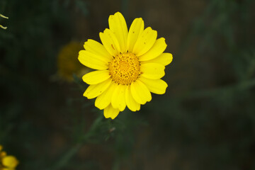 Bright Yellow Crown Daisy, Close-up of a Bright yellow crown daisy flower, blooming in nature,...