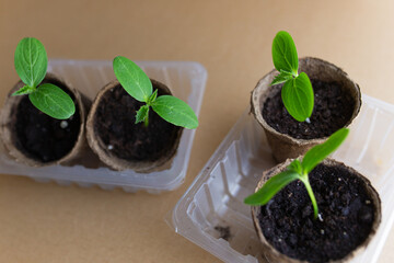 young seedlings grow in a peat pot before being planted in a garden plot. tomato and cucumber sprouts in a pot on a cardboard background are warming in the sun. the work of an agronomist in the spring