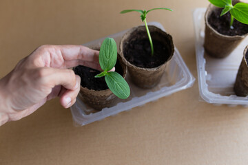 young seedlings grow in a peat pot before being planted in a garden plot. tomato and cucumber...