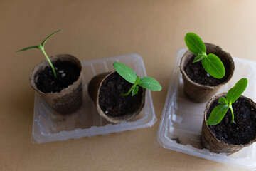 young seedlings grow in a peat pot before being planted in a garden plot. tomato and cucumber...