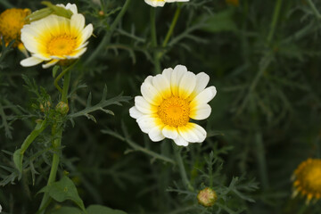 White Yellow Crown Daisy, Close-up of a white and yellow crown daisy flower, blooming in nature,...