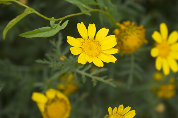Bright Yellow Crown Daisy, Close-up of a Bright yellow crown daisy flower, blooming in nature, Close-up shot of beautiful yellow Crown Daisy flower (Chrysanthemum coronarium), Crown Daisy,