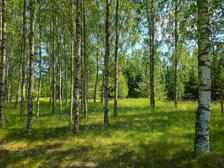 Elegant Birches Botanical Garden Harmony