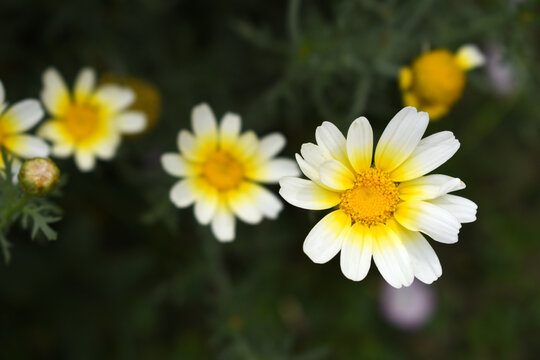 White Yellow Crown Daisy, Close-up of a white and yellow crown daisy flower, blooming in nature, Close-up shot of beautiful White yellow Crown Daisy flower (Chrysanthemum coronarium), Crown Daisy, - Powered by Adobe