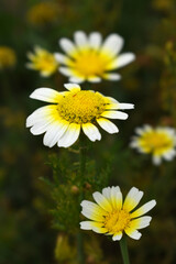 White Yellow Crown Daisy, Close-up of a white and yellow crown daisy flower, blooming in nature, Close-up shot of beautiful White yellow Crown Daisy flower (Chrysanthemum coronarium), Crown Daisy,