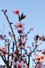 Beautiful Pink Peach Blossoms in a Garden, Pink Peach Flowers Blooming on Peach Tree, Beautiful peach flowers close up - as background, Flowering branch of fruit flower closeup