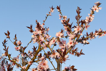 Beautiful Pink Peach Blossoms in a Garden, Pink Peach Flowers Blooming on Peach Tree, Beautiful peach flowers close up - as background, Flowering branch of fruit flower closeup