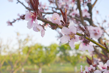 Beautiful Pink Peach Blossoms in a Garden, Pink Peach Flowers Blooming on Peach Tree, Beautiful peach flowers close up - as background, Flowering branch of fruit flower closeup