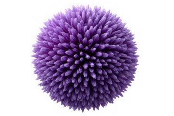 Abstract purple spiky sphere with many pointed petals isolated on transparent background