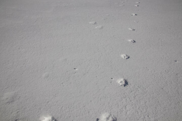 Animal footprints on fresh snow forming a path