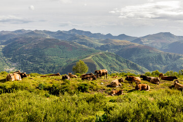 Herd of cows in the mountains of the Laciana Valley. León Mountains. Cantabrian Mountains