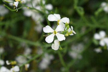 Beautiful white Radish Flower. Radish flower bloom. Closeup radish flower with green leaves in the spring, also known by its common name Virginia stock. Radish flower blooming in nature
