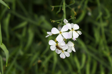 Obraz premium Beautiful white Radish Flower. Radish flower bloom. Closeup radish flower with green leaves in the spring, also known by its common name Virginia stock. Radish flower blooming in nature
