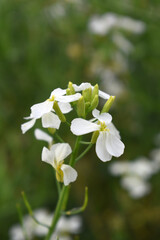 Beautiful white Radish Flower. Radish flower bloom. Closeup radish flower with green leaves in the spring, also known by its common name Virginia stock. Radish flower blooming in nature