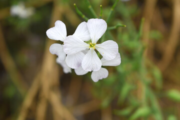 Beautiful white Radish Flower. Radish flower bloom. Closeup radish flower with green leaves in the spring, also known by its common name Virginia stock. Radish flower blooming in nature
