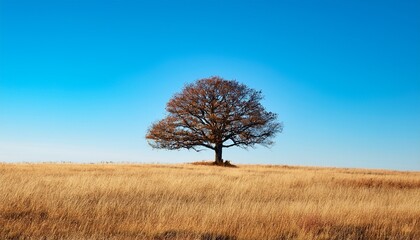 serene landscape featuring solitary tree on horizon surrounded by dry grass and clear blue sky