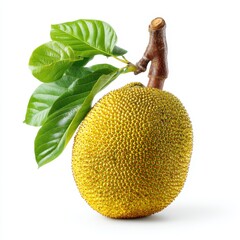 A ripe jackfruit with green leaves attached, isolated on a white background.