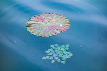 The sidewalks, plants, and floating lotus leaves on the riverbanks of urban parks