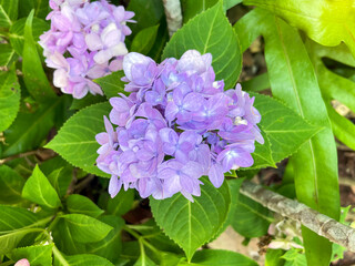 Hydrangea bushes are ornamental flowering plants and each species has different petals. Flower colors include white, pink, red, purple and blue.