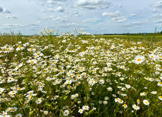 Chamomile summer meadow, field to the horizon with blooming chamomiles, wild chamomiles, village...