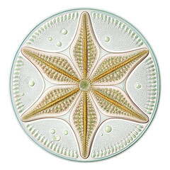 abstract floral ornament  on white background