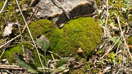 Close up of cracked and mossy stone texture. Grunge background with natural elements. Suitable for design and texture overlays.