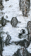 The birch bark texture or background. Macro shot is made by means of stacking technology trunk. Texture made of birch tree bark. Beautiful birch trunk background. Conceptual image. Peaceful nature.