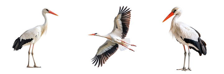 Set of storks isolated on transparent background PNG