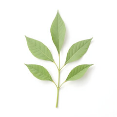 Fototapeta premium green leaf isolated on white background