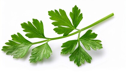 Obraz premium fresh green parsley sprig isolated on white background