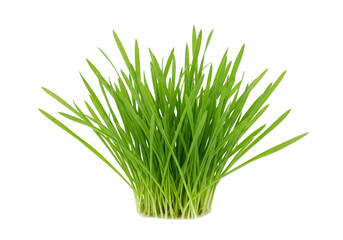 A clump of fresh green wheatgrass isolated on transparent background, representing healthy food and organic ingredients