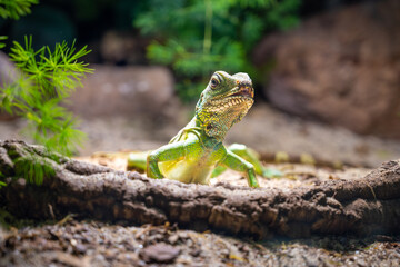 A Chinese Water Dragon, Physignatus cocincinus, perches attentively on a sunlit log, its scales shimmering in the natural light.