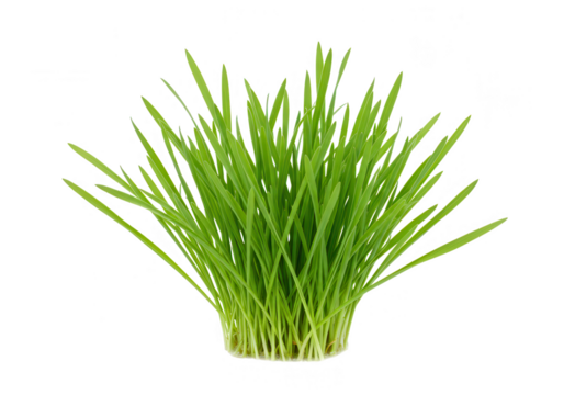 A clump of fresh green wheatgrass isolated on transparent background, representing healthy food and organic ingredients