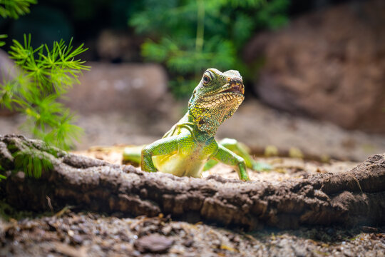 A Chinese Water Dragon, Physignatus cocincinus, perches attentively on a sunlit log, its scales shimmering in the natural light.