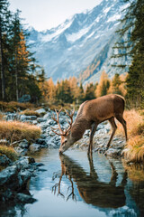 Deer stream, hello people, mountain wildlife