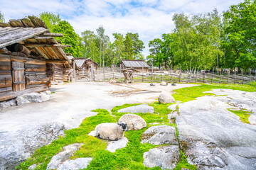 Sheep graze peacefully among historic wooden farmhouses at Skansen open-air museum in Stockholm,...