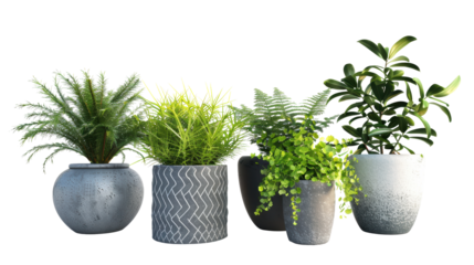 A row of potted plants with one of them being a fern. The plants are all different sizes and colors, with some being taller and others shorter. The arrangement of the plants creates a sense of balance