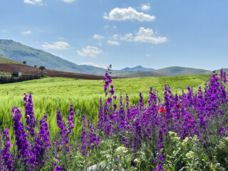 Set of different views of stunning natural view with colorful flowers, green hills and cloudy sky. Natural real nature backgrounds. Spring time backgrounds. Purple lilac and red poppy flowers. 