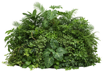 A dense green wall of tropical plants and foliage is isolated on transparent background