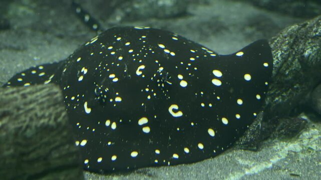 Black stingray with white spots is slowly swimming over the sand in quiet tank. Spotted freshwater stingray is lying on the sandy bottom of bright aquarium. Freshwater stingray resting on the sand