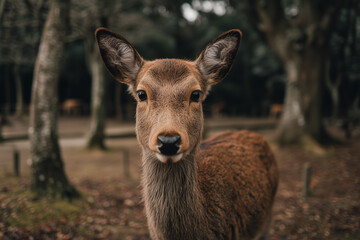 Fototapeta premium Natural wildlife in japan park, Selective focus deer in national park.