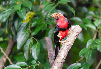 Bearded Barbet bird at Bird Paradise in Singapore