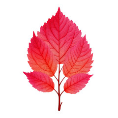 Red Autumn Leaf Illustration